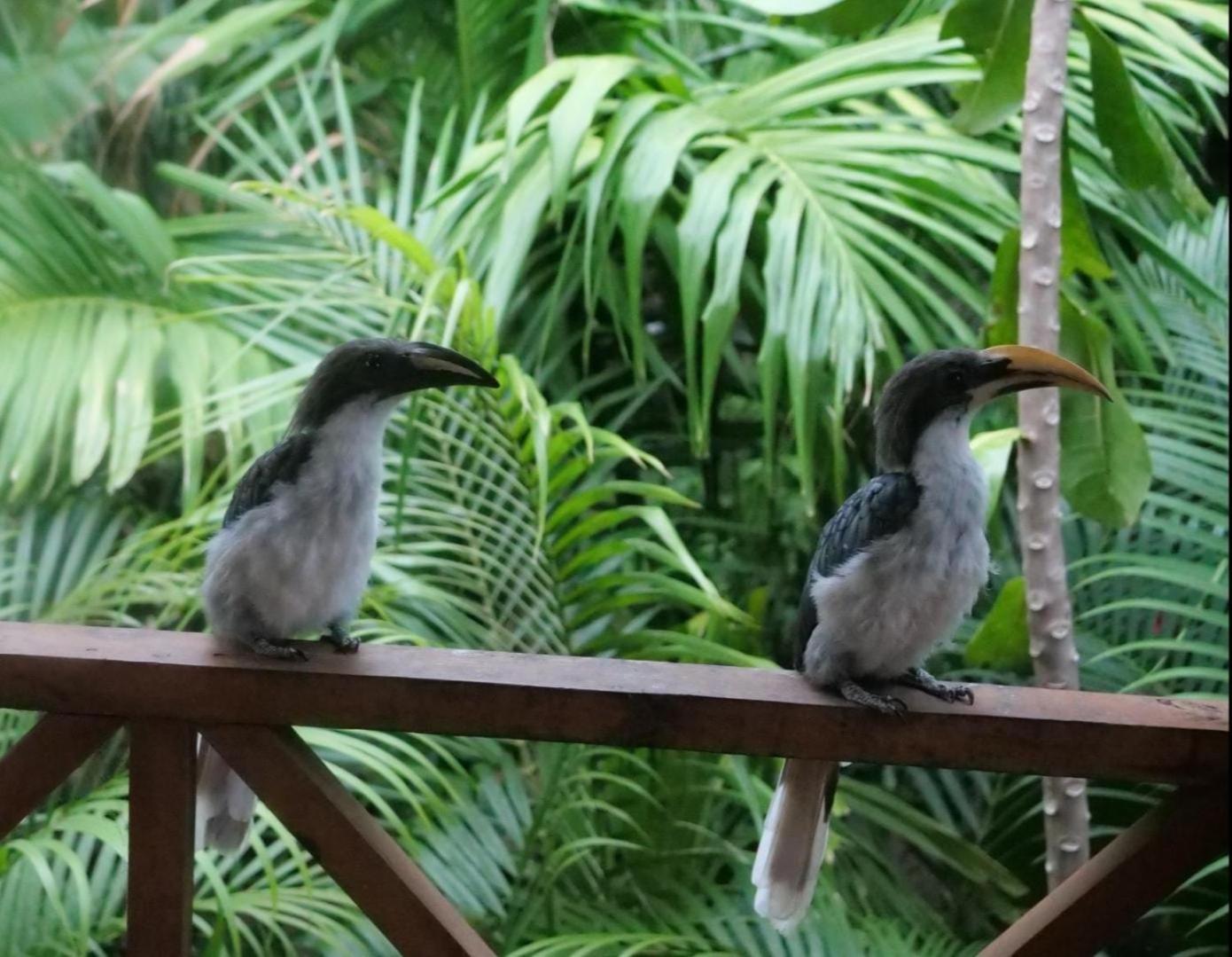 Ama Eco Lodge Sigiriya Eksteriør bilde